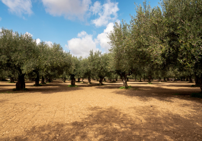 Casa Vacanze Appartamento Bilocale Le Antiche Macine Immerso Fra Ulivi